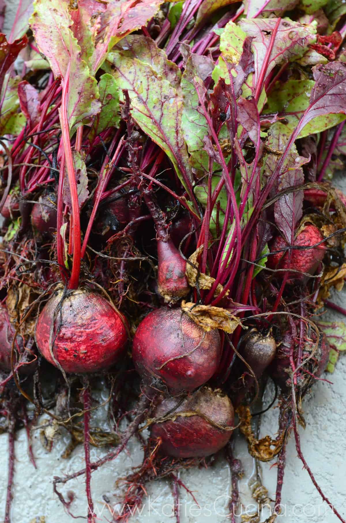 Harvested Beets from KatiesCucina.com