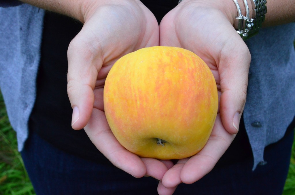 Broetje Orchards Opal Apple