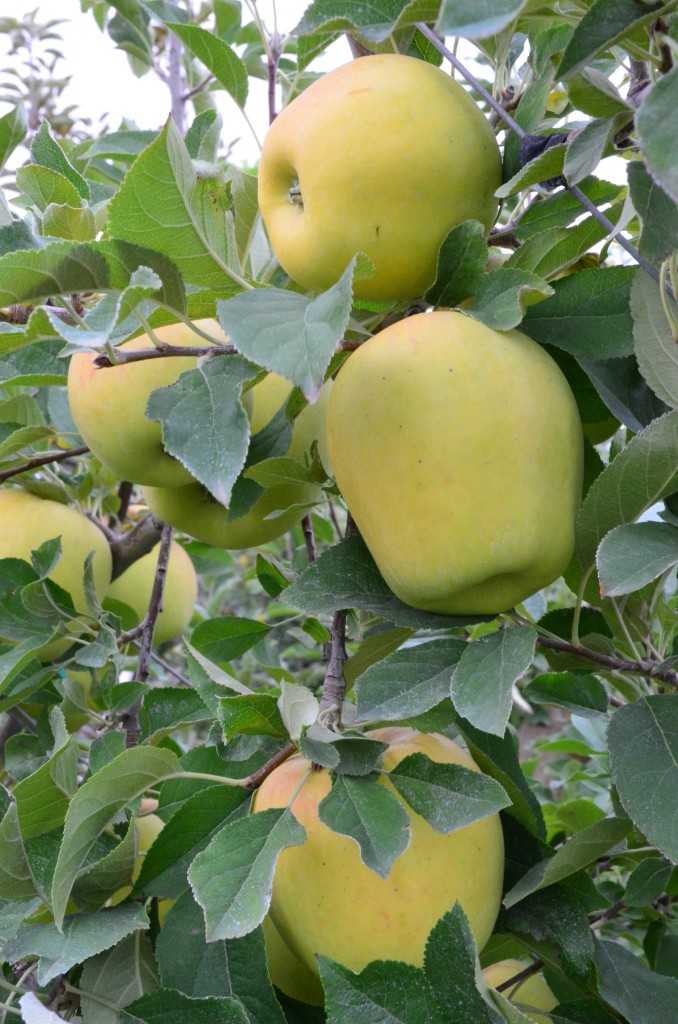 Opal Apples at Broetje Orchards - Washington State from KatiesCucina.com