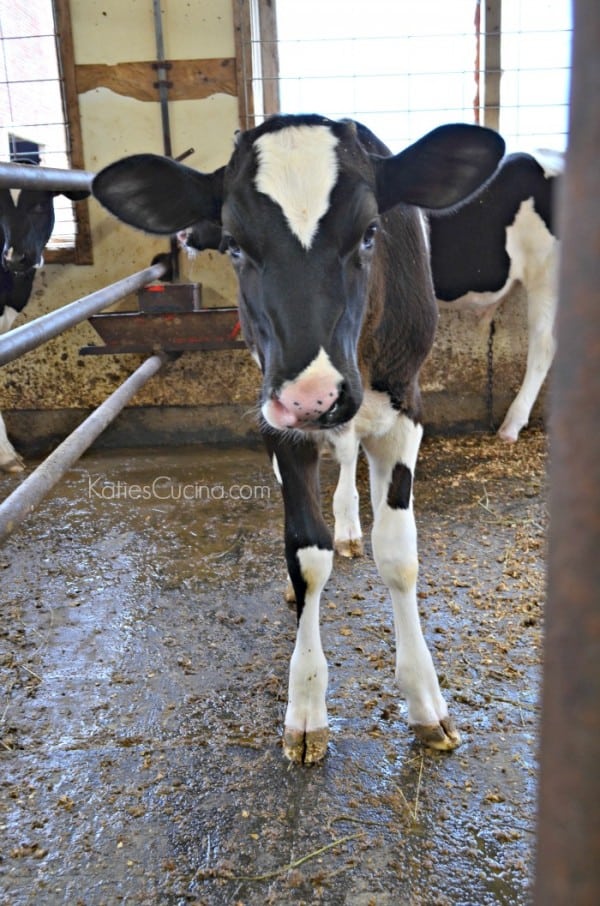 baby organic dairy cow