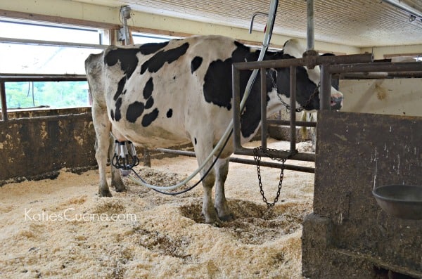 organic cow being milked