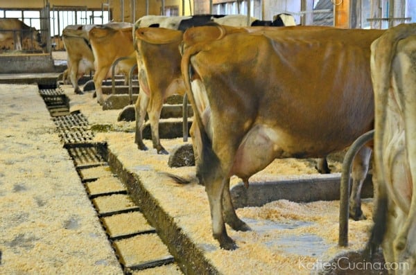 organic cows in milking stalls