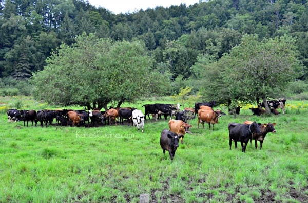 organic dairy cows grazing pasture