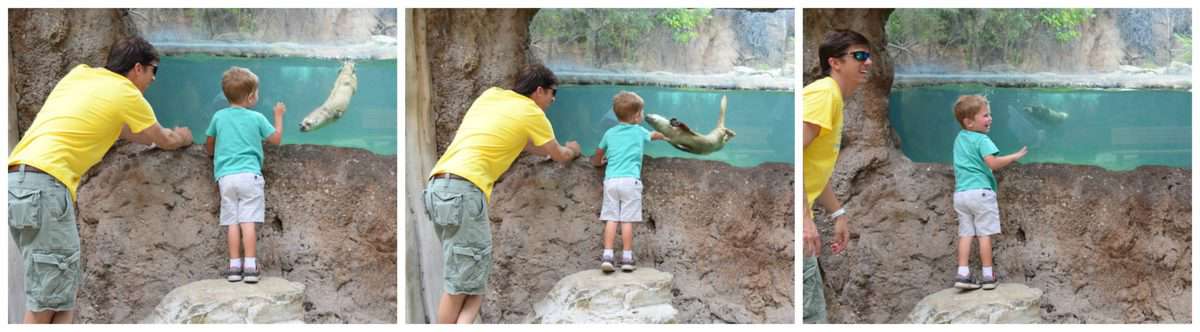 3 photo collage of father and young son looking into otter tank at zoo.