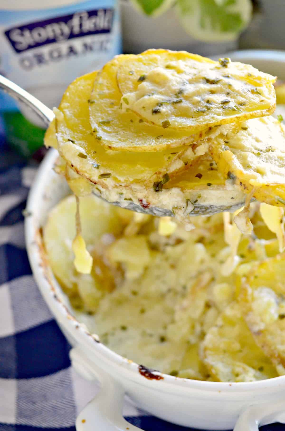 closeup spoonful of creamy golden brown scalloped potatoes.