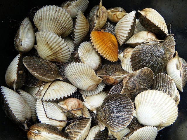 Close-up of inside of a bucket full on fresh scallops still in the shell.