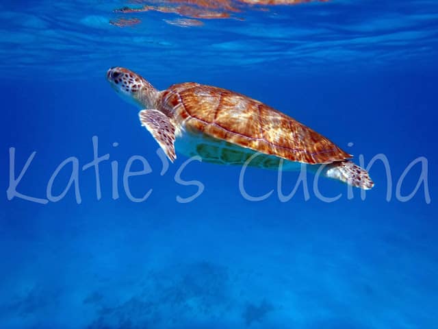 Large Sea Turtle floating near surface of brilliant blue water..