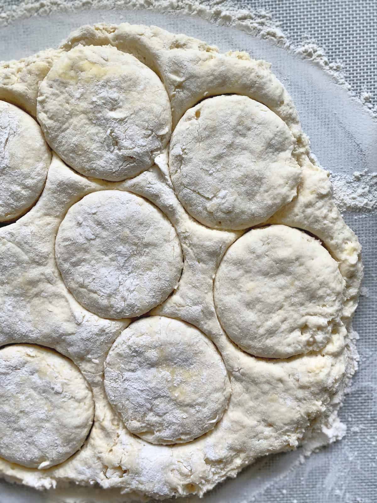 Top view of rolled out dough with circles cut out for biscuits.